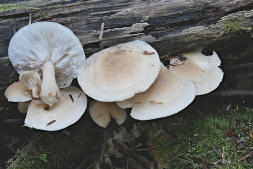 Shimeji, Hypsizygus marmoreus