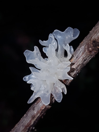 Tremella, Tremella fuciformis