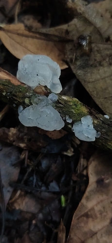 Tremella, Tremella fuciformis