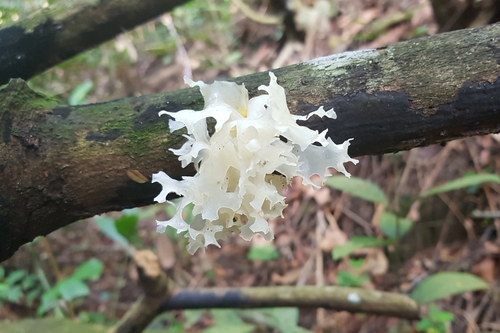 Tremella, Tremella fuciformis