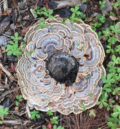 Turkey tail, Trametes versicolor