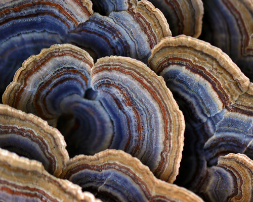 Turkey tail, Trametes versicolor