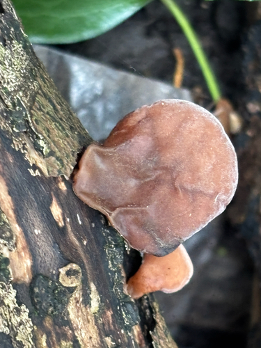 Wood ear, Auricularia auricula-judae