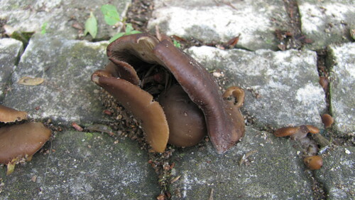Wood ear, Auricularia auricula-judae