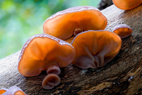 Wood ear, Auricularia auricula-judae