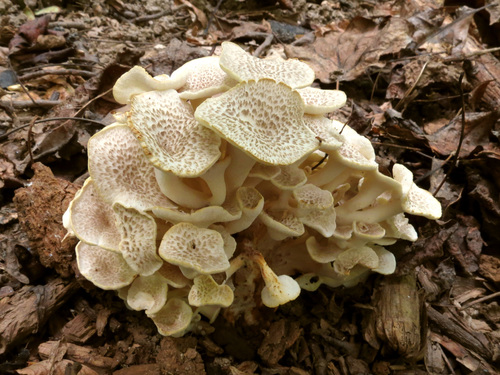 Zhu ling, Polyporus umbellatus