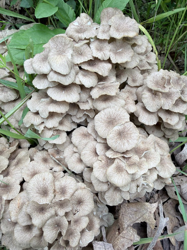 Zhu ling, Polyporus umbellatus